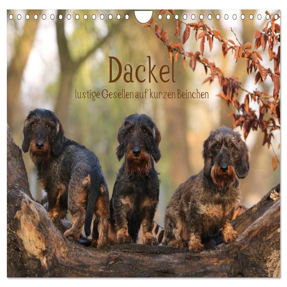Dachshunds—Fun Characters on Short Legs (2026 Wall Calendar, DIN A4 Landscape)