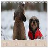 Dachshunds—Fun Characters on Short Legs (2026 Wall Calendar, DIN A4 Landscape) view 4