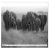 Emotional Moments: Elephants in Black & White (Premium Wall Calendar 2026, DIN A2 Landscape), Glossy Fine-Art Print: Lovable and Gentle Giants (CALVENDO Animals) view 3