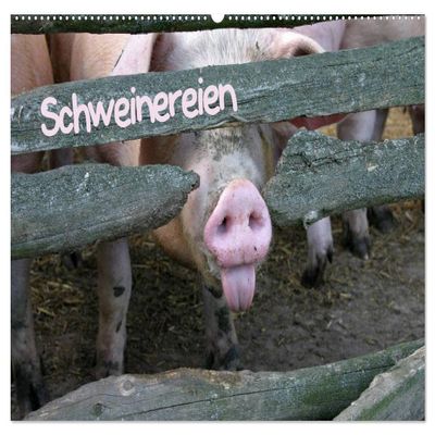 Piggy Antics (2026 Wall Calendar, DIN A2 Landscape) – CALVENDO Monthly Calendar: Big and Small Pigs