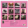 Piggy Antics (2026 Wall Calendar, DIN A2 Landscape) – CALVENDO Monthly Calendar: Big and Small Pigs view 2