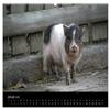 Piggy Antics (2026 Wall Calendar, DIN A2 Landscape) – CALVENDO Monthly Calendar: Big and Small Pigs view 4