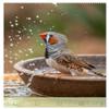 Zebra Finches – A Year of Feathered Moments (2026 Wall Calendar, DIN A2 Portrait) view 4