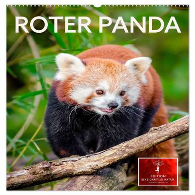 Red Panda 2026 Wall Calendar, DIN A2 Portrait