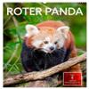 Red Panda 2026 Wall Calendar, DIN A2 Portrait view 1