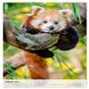 Red Panda 2026 Wall Calendar, DIN A2 Portrait view 4