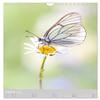 Butterflies - Acrobatics in the Wind (2026 Wall Calendar, DIN A4 Portrait) view 4