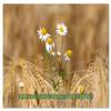 Field Views — 2026 Wall Calendar, DIN A3 Landscape view 4