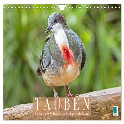 Pigeons: Colorful Plumage and Magnificent Feather Crowns (2026 Wall Calendar, DIN A4 Landscape)