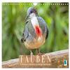 Pigeons: Colorful Plumage and Magnificent Feather Crowns (2026 Wall Calendar, DIN A4 Landscape) view 1