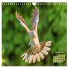 Pigeons: Colorful Plumage and Magnificent Feather Crowns (2026 Wall Calendar, DIN A4 Landscape) view 4