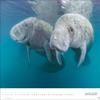 Underwater Poster Calendar 2025: Fascinating Photos in a Large Decorative Format view 3