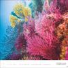 Underwater Poster Calendar 2025: Fascinating Photos in a Large Decorative Format view 4