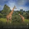 GP-Fever.de Animal Calendar 2027 – Africa’s Wildlife Wall Calendar, DIN A2 view 3