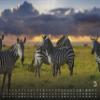 GP-Fever.de Animal Calendar 2027 – Africa’s Wildlife Wall Calendar, DIN A2 view 4