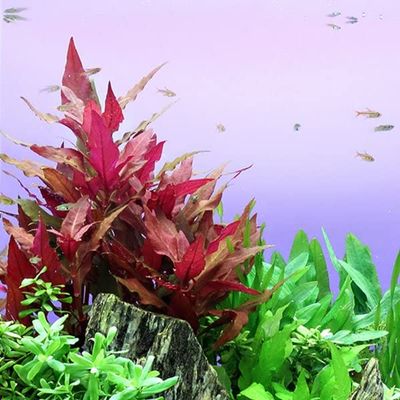 Dark Red Parrot Leaf, Alternanthera reineckii 'Rot', Potted