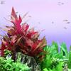 Dark Red Parrot Leaf, Alternanthera reineckii 'Rot', Potted view 1