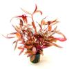 Dark Red Parrot Leaf, Alternanthera reineckii 'Rot', Potted view 2