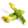 Costata Romanesco Organic Zucchini Seeds by Bobby-Seeds, 10 Seeds view 3