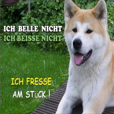 Indigos UG Door Sign Fun Sign SE67 DIN A4 Beware of Dog Akita Inu
