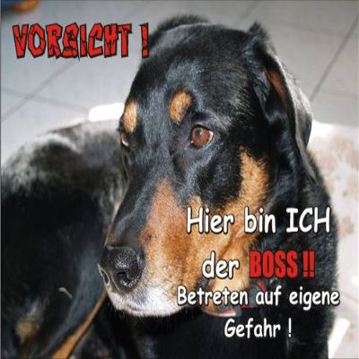 Indigos UG FunSign Door Sign SE249 DIN A4 “Beware of Dog: Beauceron”