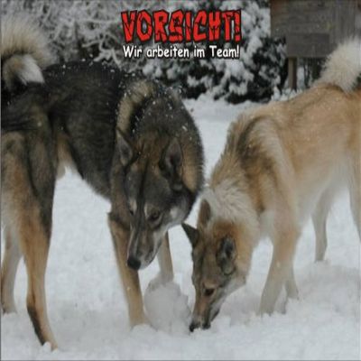 PEMA Indigos UG Fun Sign SE715 DIN A4: Beware of West Siberian Laika Dog
