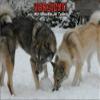 PEMA Indigos UG Fun Sign SE715 DIN A4: Beware of West Siberian Laika Dog view 1