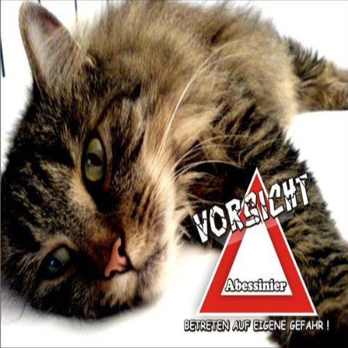 Indigos UG Fun Sign Door Sign SE763 DIN A4 Beware of Cat Norwegian Forest Cat