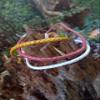 esnado Round Braided Leather Cord, 5 mm, Red, 1 Meter view 3