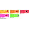 Transparent, 115 g, 50 × 61 cm, 5 Rolls – Amore in Liebe view 1