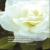 Kartenkaufrausch Condolence Card: “Death Is the Gate to the Light at the End of a Life That Has Become Difficult” – Sympathy Card with Rose view 1
