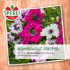 Sperli Ice Plant Seeds “SPERLI’s Sea of Blooms” 86070, Flower Seeds view 4