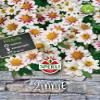 Zinnia ‘Zahara Starlight Rose’ view 1