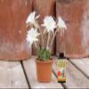 Cactus Focus, 100 ml view 4