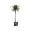 elho B.for Soft Round 16 cm Planter - Anthracite view 3