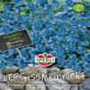 Sperli Blue Ball Forget-Me-Not view 1