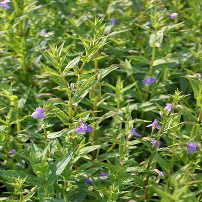 Mimulus ringens Monkey Flower, Violet, Hardy, Well-Rooted 9 × 9 cm Pot