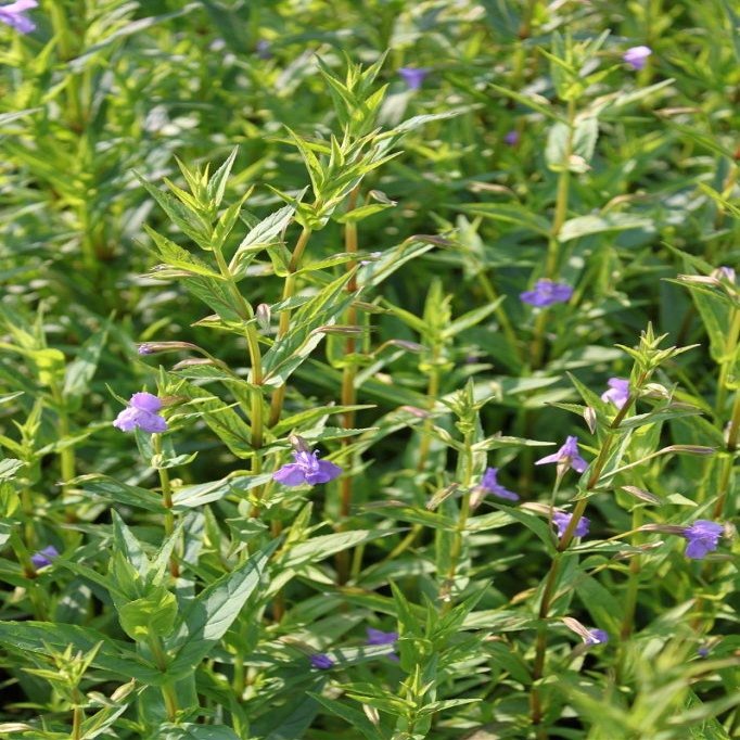 Mimulus ringens Monkey Flower, Violet, Hardy, Well-Rooted 9 × 9 cm Pot