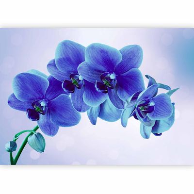 murando Orchid Flower Nonwoven Photo Wallpaper, 200 x 140 cm, Bedroom
