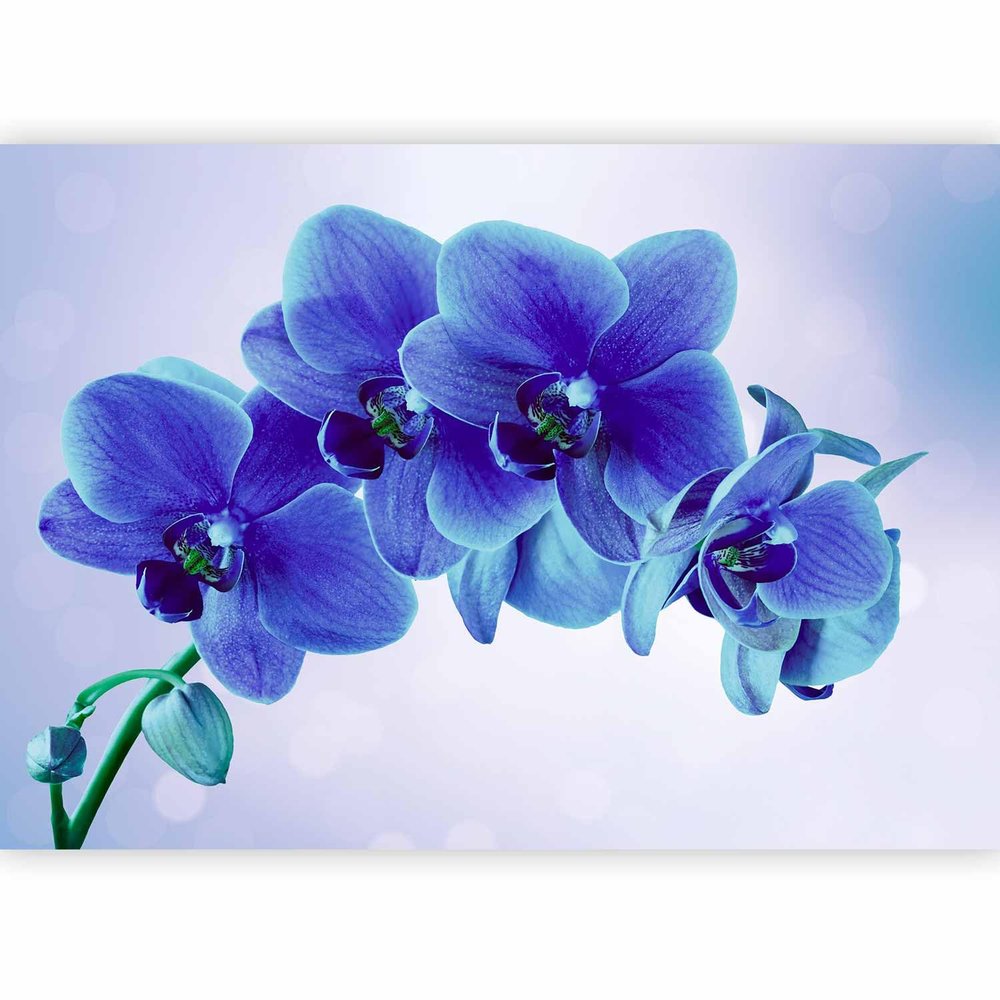 murando Orchid Flower Nonwoven Photo Wallpaper, 200 x 140 cm, Bedroom