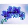 murando Orchid Flower Nonwoven Photo Wallpaper, 200 x 140 cm, Bedroom view 1