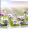 Pixxprint Purple Clover Blossoms in Sunshine, 120 x 80 cm Canvas Print, Ready-Stretched, Not a Poster view 1