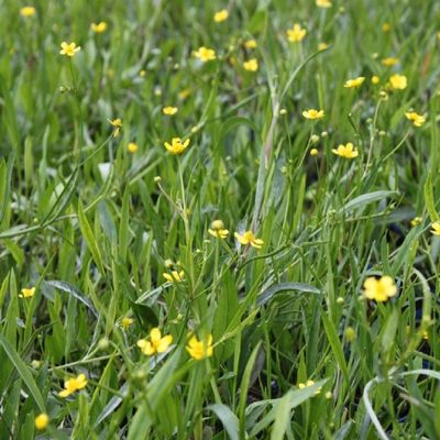 Wolff Water Plants - 4-Pack with Free Planting Basket - Ranunculus flammula, Yellow Burning Buttercup