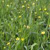 Wolff Water Plants - 4-Pack with Free Planting Basket - Ranunculus flammula, Yellow Burning Buttercup view 1