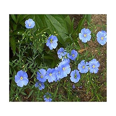 Blue Flax (Perennial Flax), Linum perenne, 200 Seeds