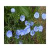 Blue Flax (Perennial Flax), Linum perenne, 200 Seeds view 1