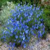 Blue Flax (Perennial Flax), Linum perenne, 200 Seeds view 2