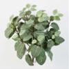 artplants.de Artificial Fittonia JAMIRO, 90 Leaves, Green-White, 35 cm view 2