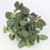 artplants.de Artificial Fittonia JAMIRO, 90 Leaves, Green-White, 35 cm view 3