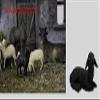 Unknown Nativity Figure, Lying Sheep, 3.9 cm, for 15–20 cm Figures view 1